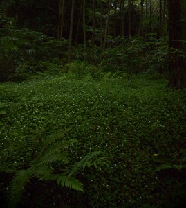 2013年「古都鎌倉 日帰り撮影会」高輪写真倶楽部